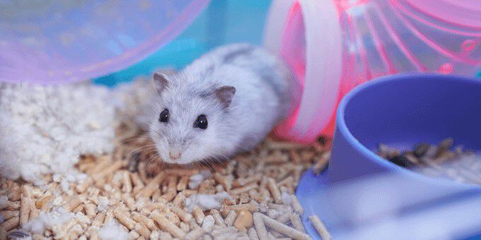 Alles over je knaagdier